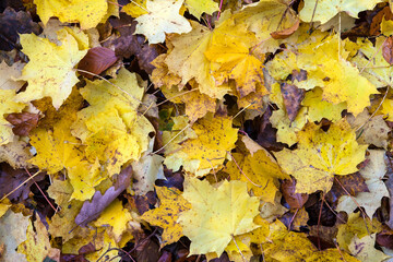 Golden autumn leaves cover the forest floor, glowing in warm yellow and brown tones. The soft light highlights the leaf textures, creating a calm and atmospheric woodland scene.