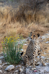 feeding of a cheetah