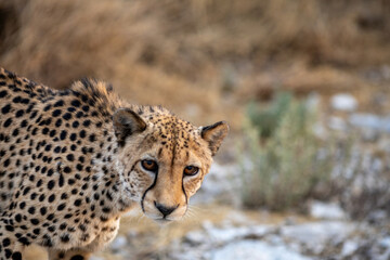 portrait of a cheetah