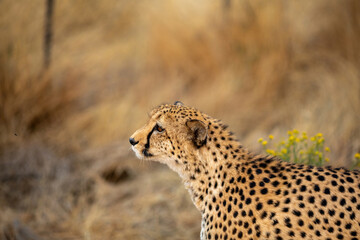 portrait of a cheetah