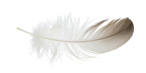 Obraz premium White Feather With Damaged Barbs And Intact Quill On Black Background bird plume
