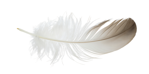White Feather With Damaged Barbs And Intact Quill On Black Background bird plume