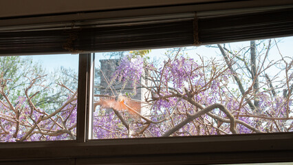 Bird flying onto the window in a spring morning