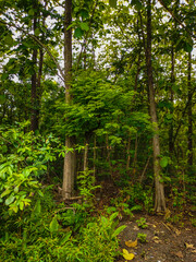 Teak tree trunks in the forest