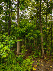 Teak tree trunks in the forest