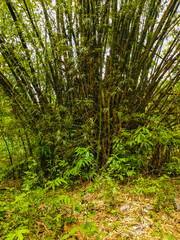 Obraz premium A lush grove of thorny bamboo on the edge of a tropical forest