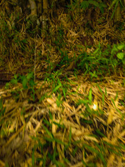 Blurred background of dry bamboo leaves falling among the grass
