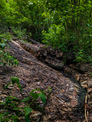 A rock surface covered with bushes in the forest on the slopes of the Gunung Kidul mountains in Yogyakarta, Indonesia.