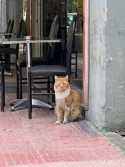 Fototapeta premium Ginger cat sitting on the sidewalk near a café entrance
