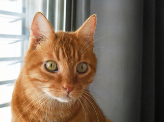Ginger cat with panic face. Tabby cat sitting in a house. Closeup pet face.