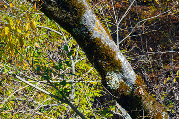 A tree with moss growing on it