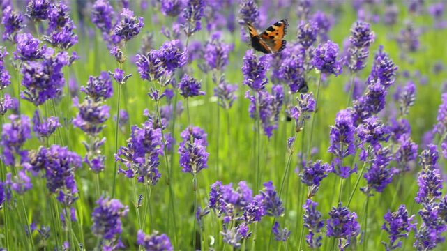 Numerous butterflies and bumblebees flying over a fragrant field of purple lavender flowers, collecting nectar on a sunny summer day in a beautiful meadow, showcasing natural insect pollination