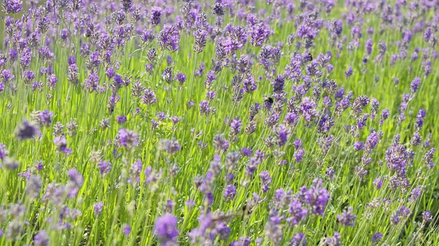 Beautiful sunlit lavender field with purple flowers swaying in the wind while bees and butterflies are flying and collecting nectar, contributing to the delicate balance of the ecosystem
