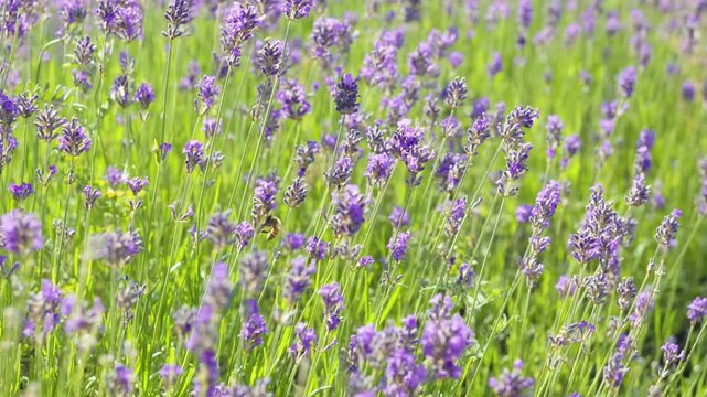 Purple lavender flowers swaying in the wind on a beautiful sunny summer day. Many bumblebees are flying from flower to flower, collecting pollen from the beautiful and scented blooming lavender