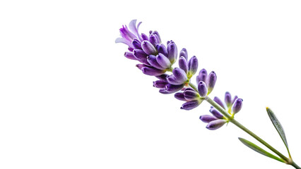 Obraz premium Lavender Flower Stem, Single with Purple Blooms and Green Leaves, cutout, PNG isolated on transparent background