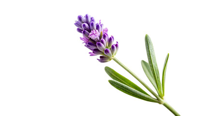 Obraz premium Lavender Flower Stem, Single with Purple Blooms and Green Leaves, cutout, PNG isolated on transparent background