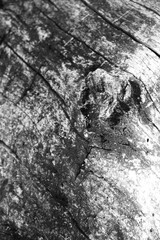 Close up of intricate patterns in the natural bark texture of a weathered tree, black and white old tree lines