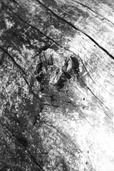Close up of intricate patterns in the natural bark texture of a weathered tree, black and white old tree lines