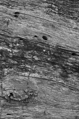 Close up of intricate patterns in the natural bark texture of a weathered tree, black and white old tree lines