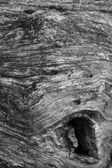 Close up of intricate patterns in the natural bark texture of a weathered tree, black and white old tree lines