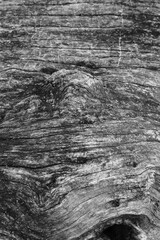 Close up of intricate patterns in the natural bark texture of a weathered tree, black and white old tree lines