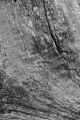 Close up of intricate patterns in the natural bark texture of a weathered tree, black and white old tree lines
