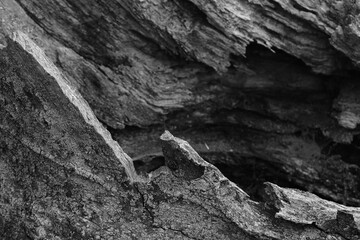 Close up of intricate patterns in the natural bark texture of a weathered tree, black and white old tree lines
