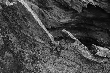Close up of intricate patterns in the natural bark texture of a weathered tree, black and white old tree lines