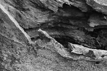 Close up of intricate patterns in the natural bark texture of a weathered tree, black and white old tree lines
