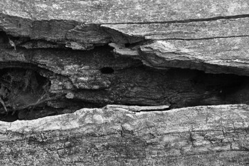Close up of intricate patterns in the natural bark texture of a weathered tree, black and white old tree lines