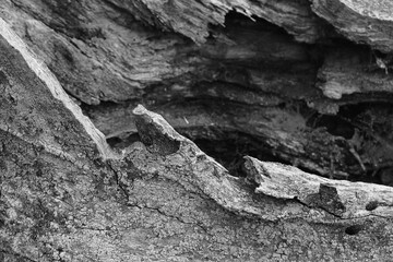 Close up of intricate patterns in the natural bark texture of a weathered tree, black and white old tree lines