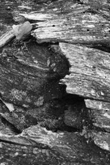 Close up of intricate patterns in the natural bark texture of a weathered tree, black and white old tree lines
