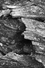 Close up of intricate patterns in the natural bark texture of a weathered tree, black and white old tree lines