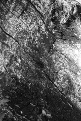 Close up of intricate patterns in the natural bark texture of a weathered tree, black and white old tree lines