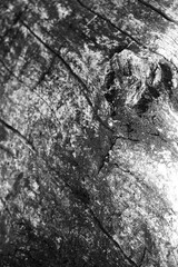 Close up of intricate patterns in the natural bark texture of a weathered tree, black and white old tree lines