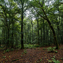 Obraz premium path in the woods