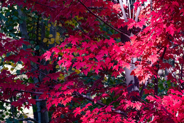 red maple leaves