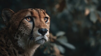 Intense cheetah stare conveying alertness and wild beauty, feline vision