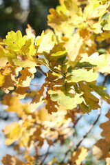Beautiful autumn park. Autumn tree with yellow and green leaves