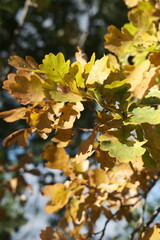 Beautiful autumn park. Autumn tree with yellow and green leaves