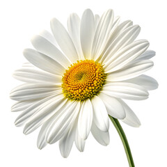 Fototapeta premium Daisy Flower, White with Yellow Center and Green Stem, cutout, PNG isolated on transparent background