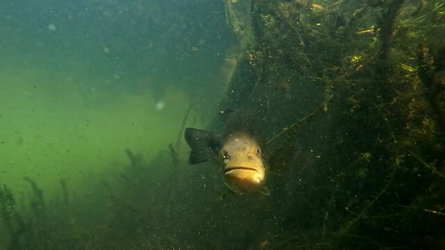 A largemouth bass &ndash; Micropterus salmoides &ndash; shows its mouth illuminated by a sunbeam in close-up before swimming slowly out of frame. A brief and intimate freshwater moment.