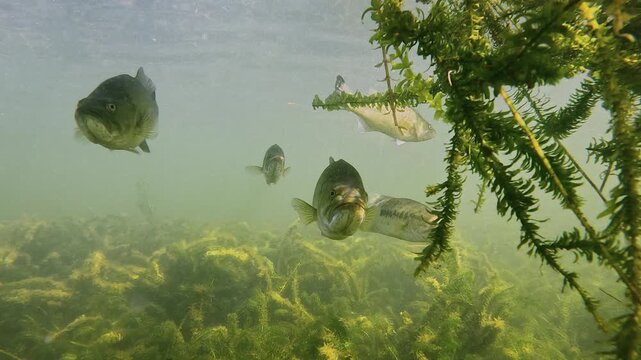 A group of largemouth bass &ndash; Micropterus salmoides &ndash; rests beneath aquatic plants. Two individuals face the camera in the foreground. Calm, balanced spawning behavior. 