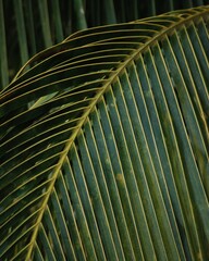 palm tree leaves