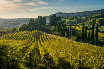 Fototapeta premium Tuscan Vineyard Hills Cypress Trees near Casale Marittimo, Italy