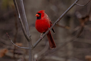 cardinal on a branch