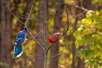Blue Jay and Cardinalred berries on a branch