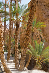 Walking path at Chebika oasis. Tunisia