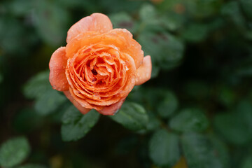Orange Rose After the Rain