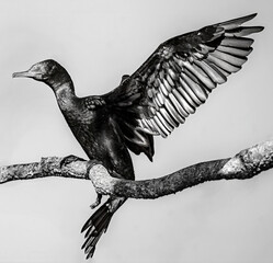 Australian cormorant perched on a branch with expanded wings